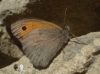 Maniola jurtina