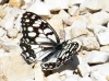 Melanargia ines