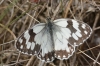 Melanargia lachesis