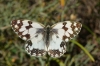 Melanargia lachesis