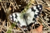 Melanargia lachesis