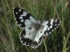 Melanargia lachesis