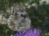 Melanargia lachesis