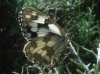 Melanargia lachesis