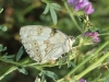 Melanargia lachesis