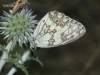 Melanargia lachesis