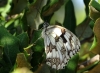 Melanargia lachesis