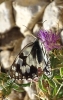 Melanargia lachesis