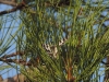 Melanargia lachesis