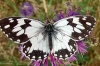 Melanargia lachesis