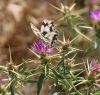 Melanargia lachesis