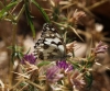 Melanargia lachesis