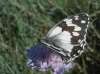 Melanargia lachesis