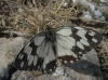 Melanargia lachesis