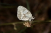 Melanargia lachesis