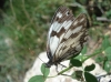 Melanargia lachesis