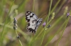 Melanargia lachesis