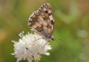 Melanargia lachesis