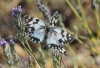 Melanargia lachesis