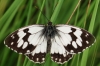 Melanargia lachesis