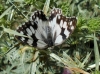 Melanargia lachesis