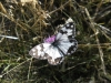 Melanargia lachesis