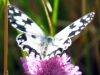 Melanargia lachesis