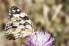 Melanargia lachesis