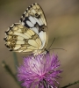 Melanargia lachesis