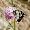 Melanargia lachesis