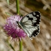 Melanargia lachesis