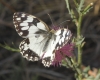 Melanargia lachesis