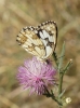 Melanargia lachesis