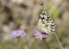 Melanargia lachesis