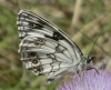 Melanargia lachesis