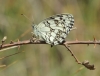 Melanargia lachesis