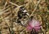 Melanargia lachesis