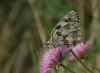 Melanargia lachesis