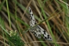 Melanargia lachesis