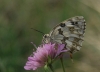 Melanargia lachesis