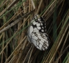 Melanargia lachesis