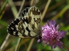 Melanargia lachesis