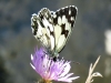 Melanargia lachesis