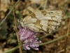 Melanargia lachesis