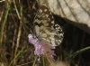 Melanargia lachesis