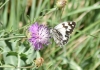 Melanargia lachesis