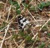 Melanargia lachesis