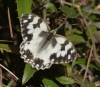 Melanargia lachesis