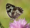 Melanargia lachesis