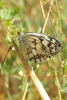 Melanargia lachesis